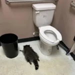 2025/12 — um guaxinim suspeito de série de invasões após bebedeira em loja na