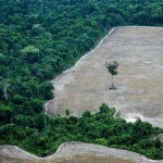 2025/12 — pará alcança recorde histórico na redução do desmatamento amazônico