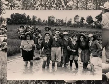 2025/12 — o risoto italiano com feijão e vinho tinto: uma tradição