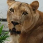 Leoa ‘leona’: tragédia na bica revela falhas e urgência!