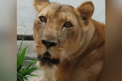 Leoa ‘leona’: tragédia na bica revela falhas e urgência!