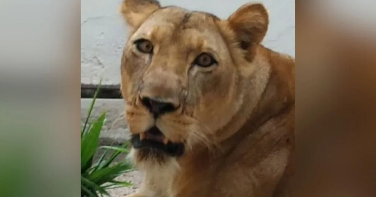 Leoa ‘leona’: tragédia na bica revela falhas e urgência!