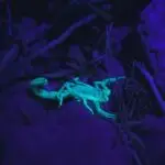 Escorpiões aterrorizam? 4 ações urgentes para sua casa!