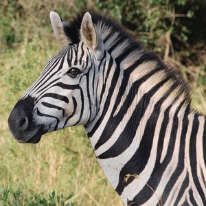 Zebra x cavalo: entenda por que você nunca verá essa montaria!