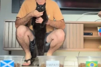Gato vidente milu acerta todos os jogos do brasil na
