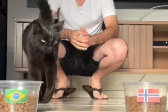Gato vidente milu aposta em brasil x noruega na copa