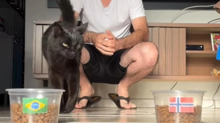 Gato vidente milu aposta em brasil x noruega na copa