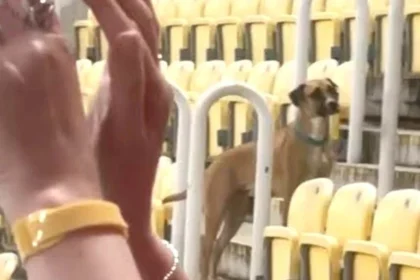 Vídeo viral: cão inesperado invade campo, interrompe jogo da liga