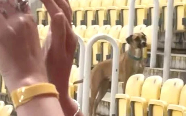 Vídeo viral: cão inesperado invade campo, interrompe jogo da liga